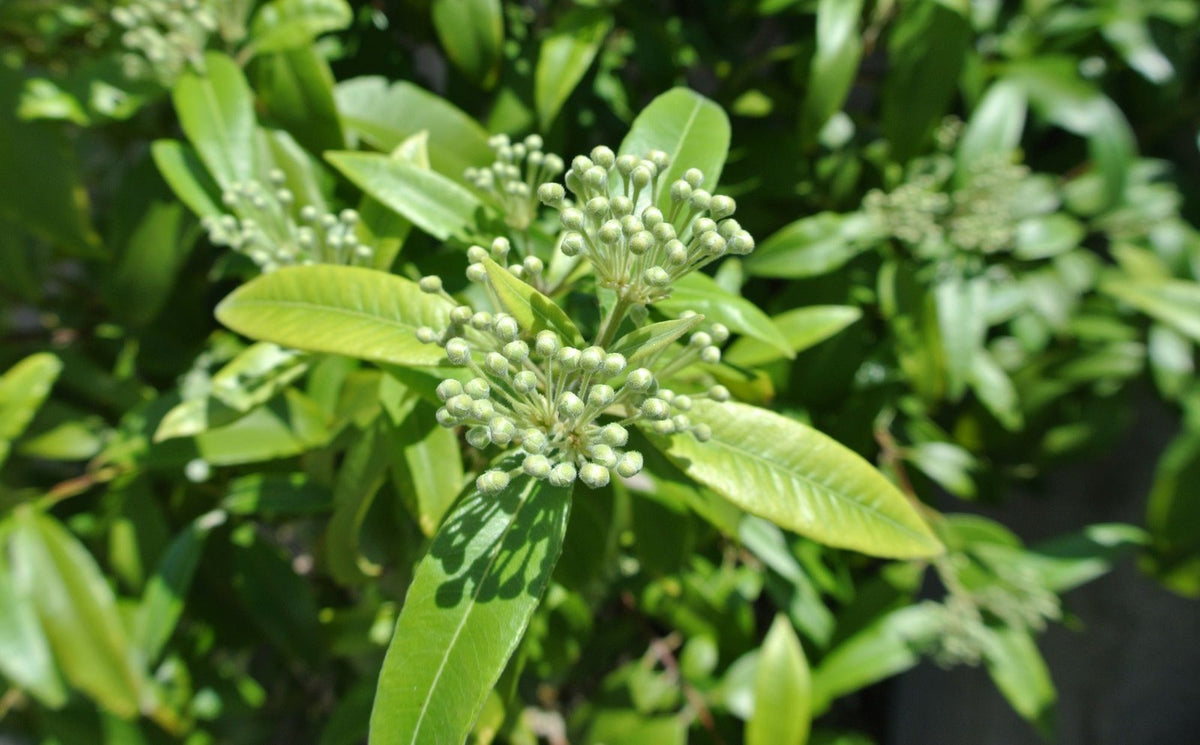 Lemon Sencha