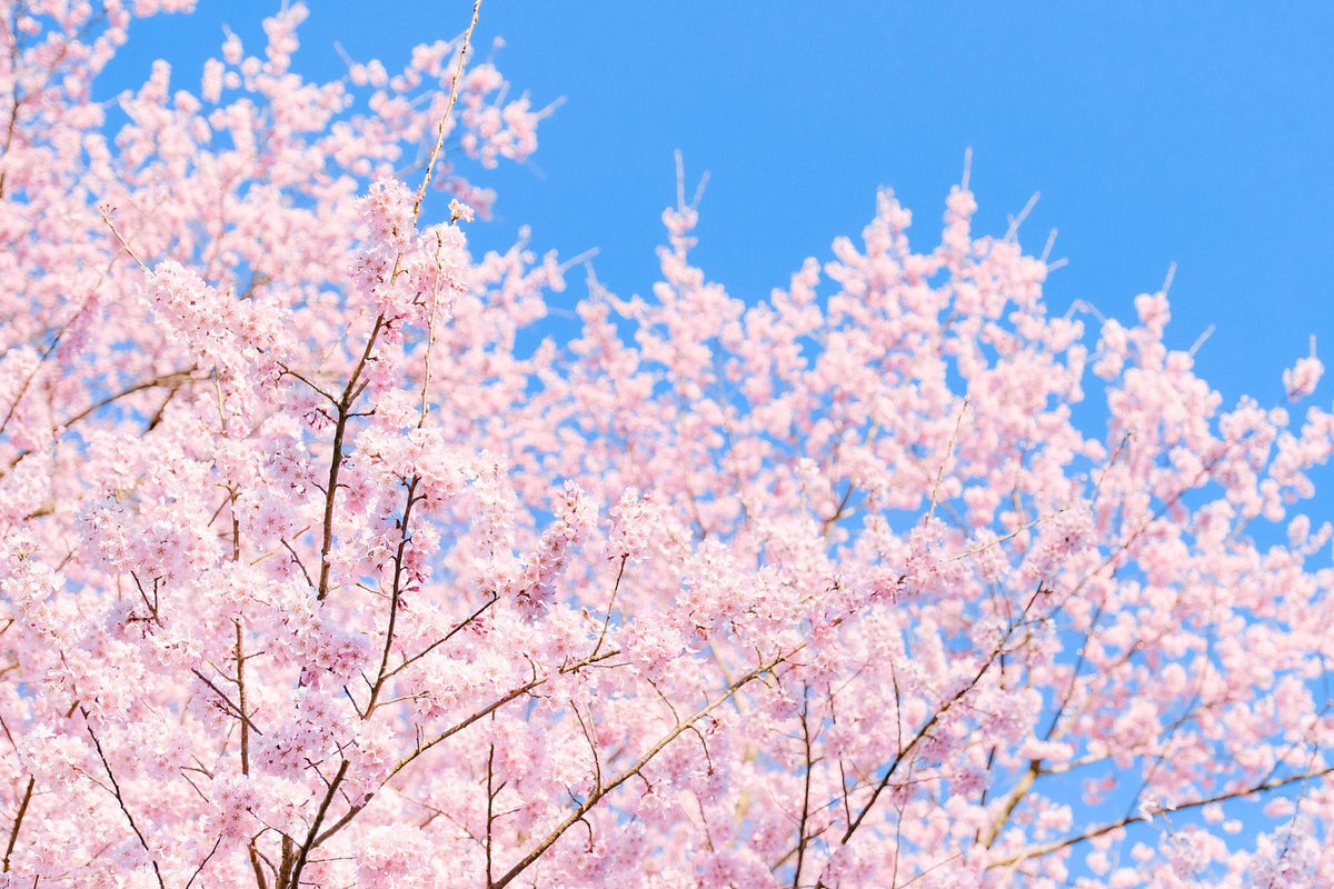Cherry Blossom Sencha