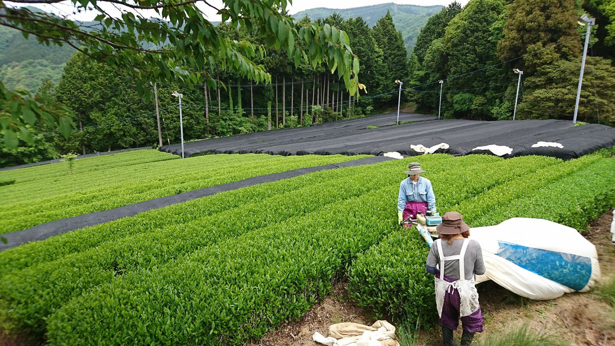 Tsushima Island Black Tea