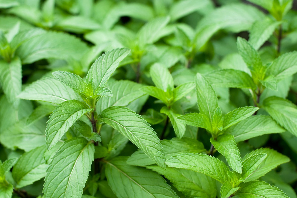 Mint Sencha