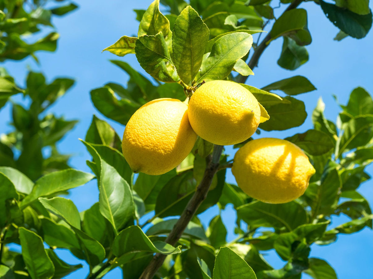 Lemon Sencha