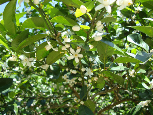 Shikuwasa Citrus Sencha
