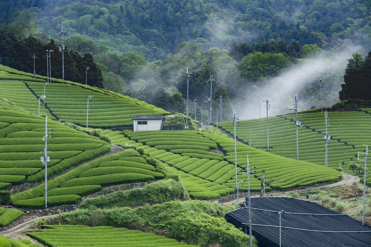Miyazaki Green Oolong