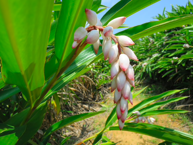 Getto Bancha — Shell Ginger