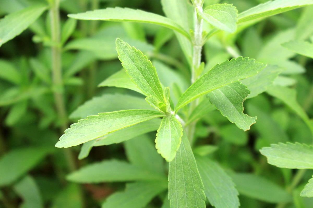 Gyokuro with Stevia